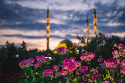 Close-up of pink flowering plants against sky