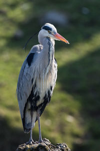 Close-up of bird perching outdoors