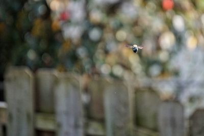 Bird flying over blurred background