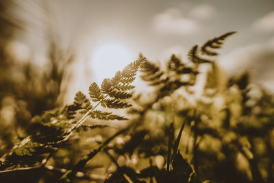 Close-up of flowering plants on field