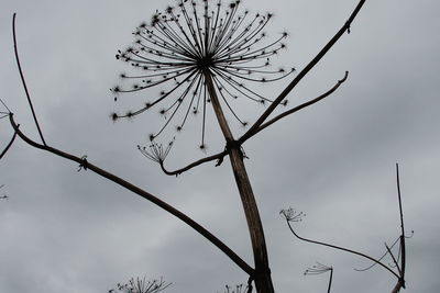 Low angle view of tree against sky