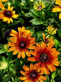 High angle view of flowering plants in park