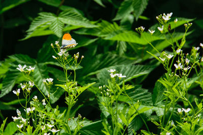 Close-up of butterfly pollinating on flower