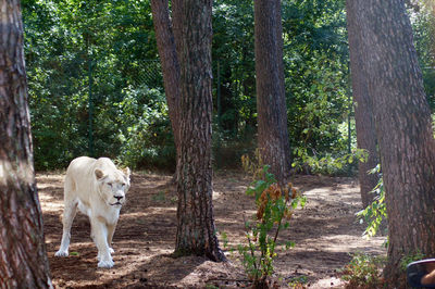 View of dog amidst trees in forest