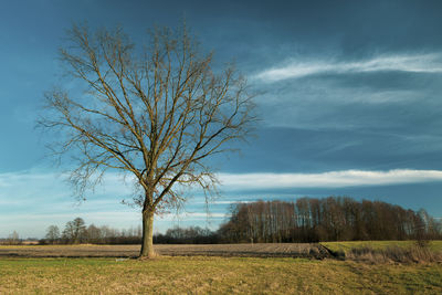 Big oak without leaves on the meadow, white clouds and blue sky