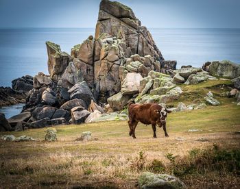Horse standing on rock by sea against sky