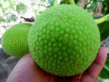 Close-up of cropped hand holding plant