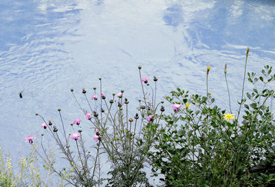 Close-up of plants against lake