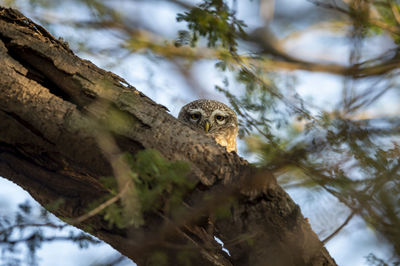 Bird perching on a tree