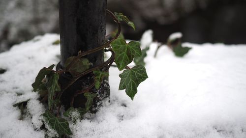 Close-up of snow on tree during winter