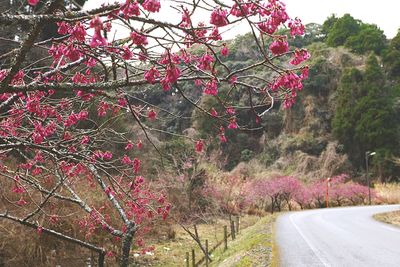 Low angle view of flower tree against sky