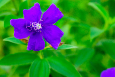 Close-up of purple flowering plant