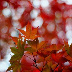 Close-up of red maple leaves