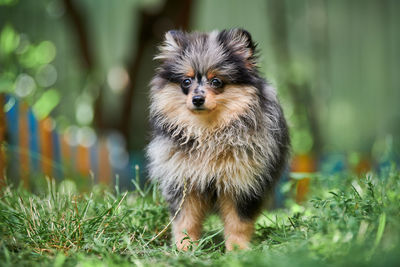 Pomeranian spitz puppy in garden. cute pomeranian dog on walk. puppy black, gray and brown color