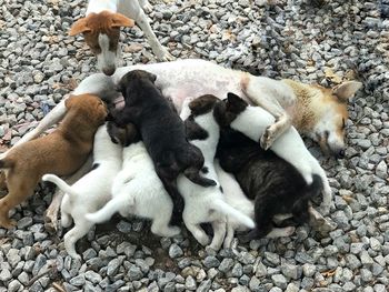 High angle view of a dog lying on pebbles