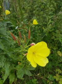 Close-up of yellow flowers blooming outdoors
