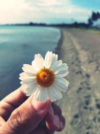 Close-up of hand holding white flower at beach