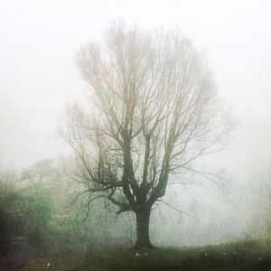 Bare trees in foggy weather