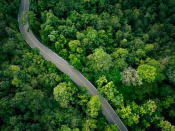 Aerial view of dense green trees in forest capture co2 and curve highway road. green tree background