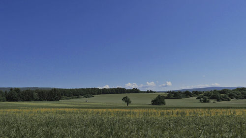 Scenic view of field against clear blue sky