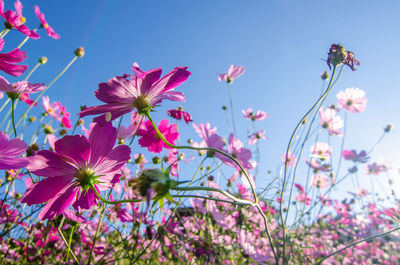 Close-up of pink flowering plants against sky