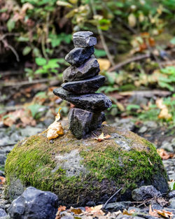 Close-up of mushrooms growing on rock