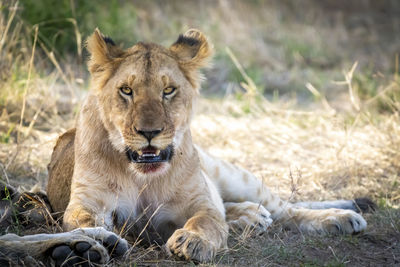 Portrait of a lioness sitting in a field