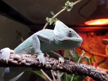 Close-up of chameleon seen through glass in zoo