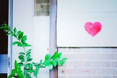 Close-up of pink flowers against wall