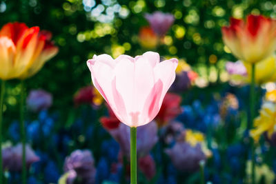 Close-up of pink tulip