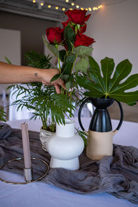 Close-up of potted plant on table at home