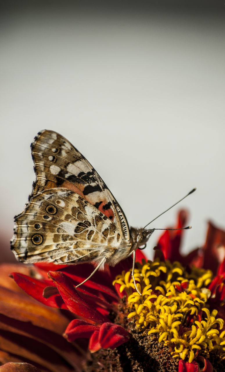 CLOSE-UP OF BUTTERFLY POLLINATING FLOWERS