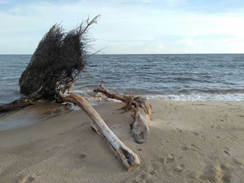 Tree roots on the beach