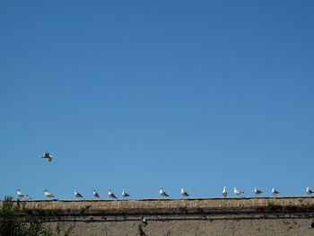 Low angle view of birds perching on tree