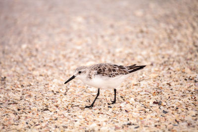 Close-up side view of a bird on land