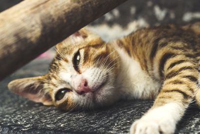 Close-up of cat resting