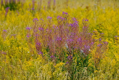 Close-up of purple flowering plants on field