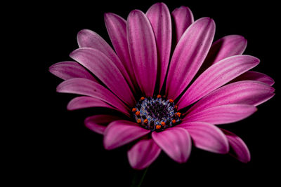 Close-up of purple flower