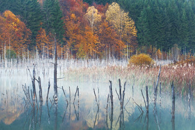 Scenic view of lake in forest during autumn