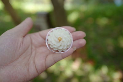 Close-up of hand holding rose flower