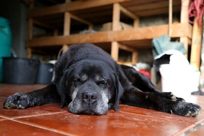 Close-up portrait of dog lying on floor