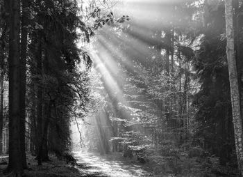 God beams - sun rays n the early morning forest