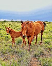 Horses in a field