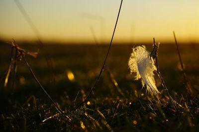 Close-up of grass growing on field against sky during sunset