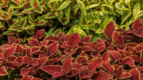 Full frame shot of red flowers