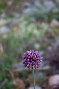 Close-up of purple flowering plant on field