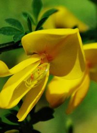 Close-up of yellow flower