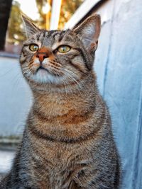 Portrait of cat sitting