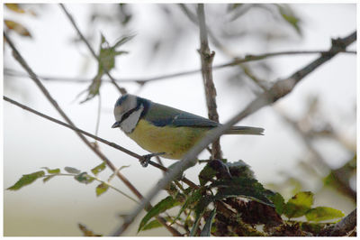 Close-up of a bird perching on branch