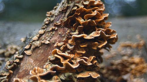 Close-up of pine cones on tree trunk